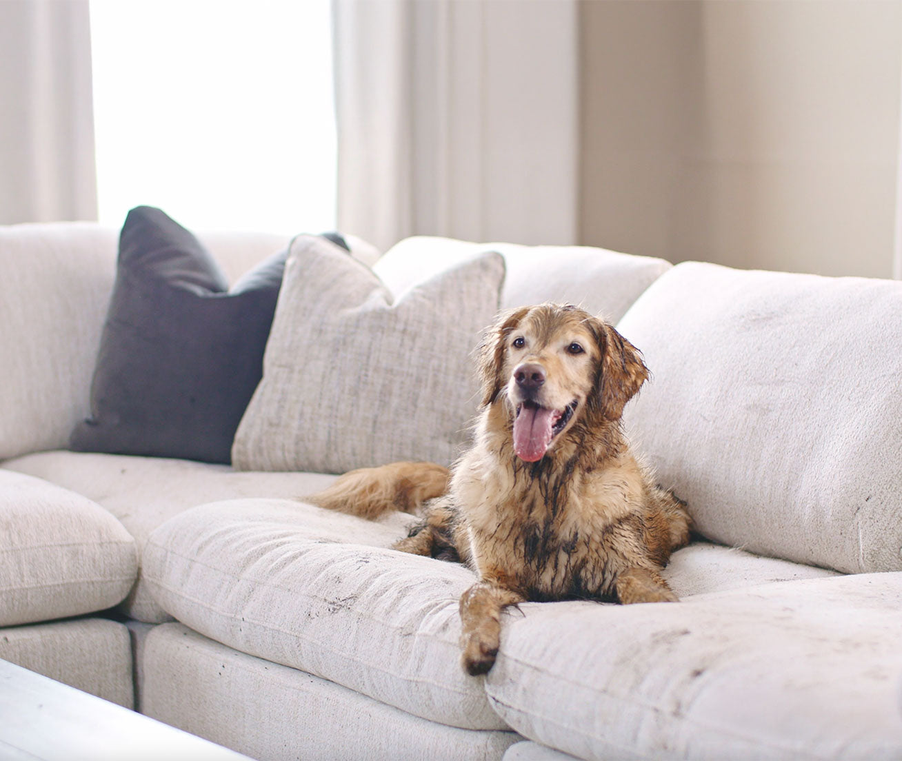 Dirty Dog on Sectional Sofa